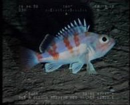 Gallineta. Montaña submarina Ses Olives. Baleares