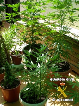 Algunas de las plantas de marihuana intervenidas