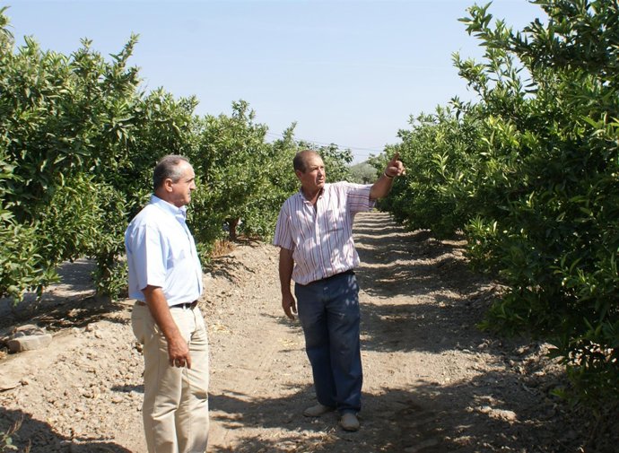 NP+FOTOGRAFÍA Comienza La Campaña Contra La Mosca De La Fruta En Cítricos