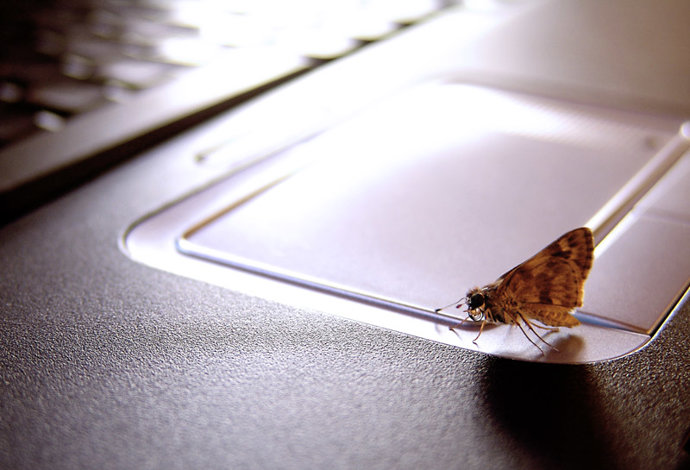 Mariposa sobre un ordenador portátil