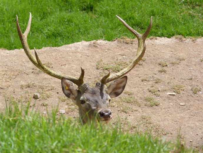 Imagen de uno de los ciervos del parque