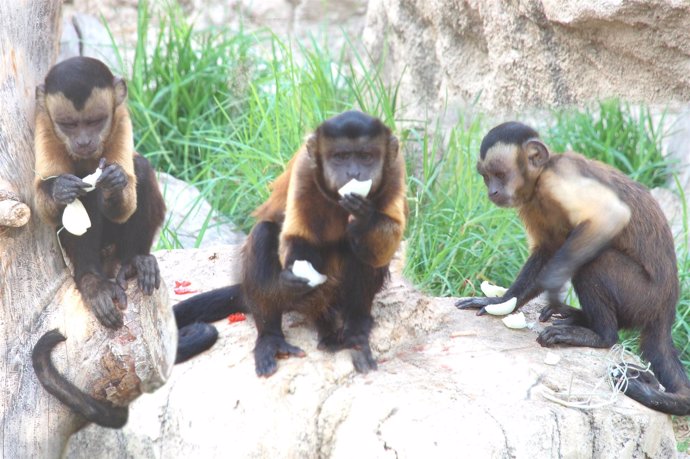 Monos capuchinos 