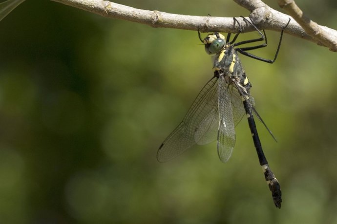 Localizada en el PN Sierras de Cazorla, Segura y Las Villas una nueva población 