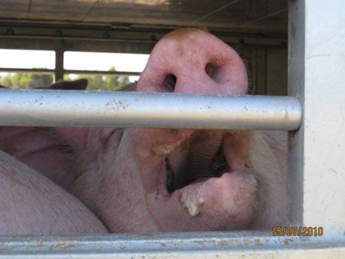 Animal en malas condiciones debido al viaje