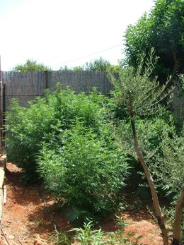 Imagen de las plantas