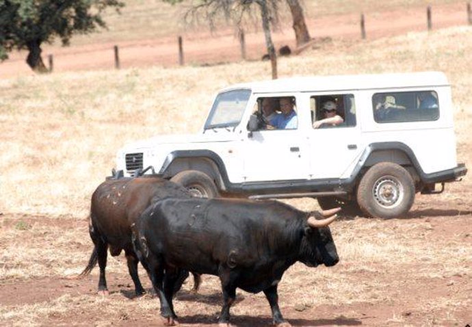 Turistas obervan dos toros en una visita guiada a una ganadería