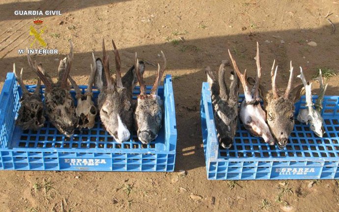 La Guardia Civil incauta 9 cabezas de corzo