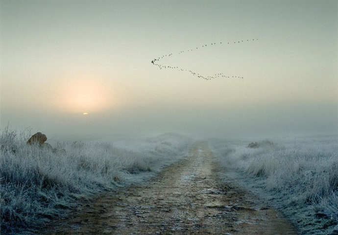 Primer premio del certamen para la imagen 'Grullas de Gallocanta' (Zaragoza) de 