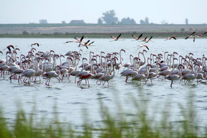 Flamencos