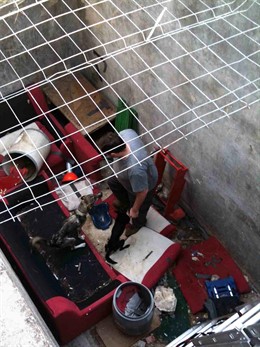 Perros abandonados en una balsa