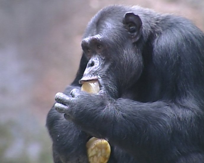 Helados para los animales del zoo