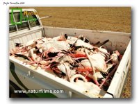 La productora 'Naturfilms' elabora un documental para sacar a la luz la muerte de 100 flamencos por granizo en Albacete