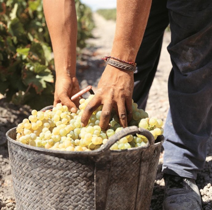 NOTA DE PRENSA BARBADILLO INICIA SU VENDIMIA 2010