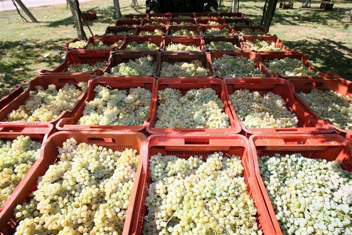 Vendimia en As Rías Baixas