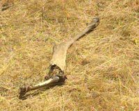 La Junta descarta movimientos pecuarios en la zona afectada por la muerte de 132 ciervos en Zamora