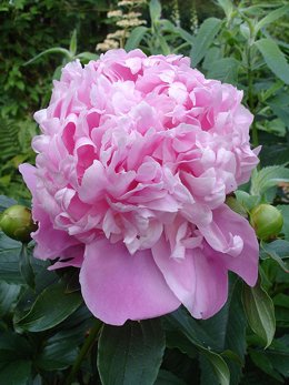 Peonia, una flor emplada en la medicina tradicional china