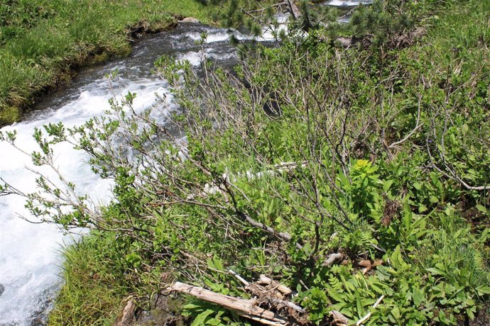 'Salix hastata' se encuentra en Marimanya