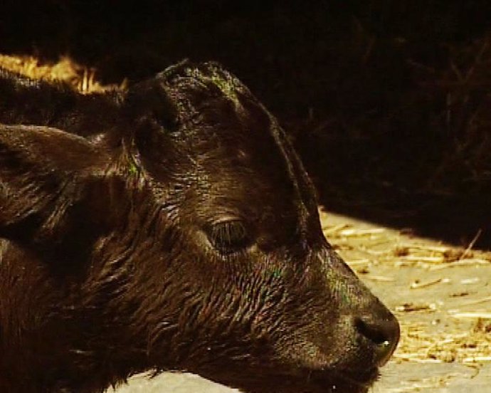 Nace Glot, el primer toro bravo clonado