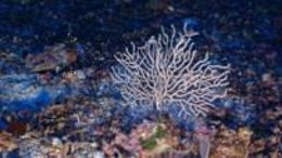 Gorgonia blanca. Montañas subbmarinas de Baleares