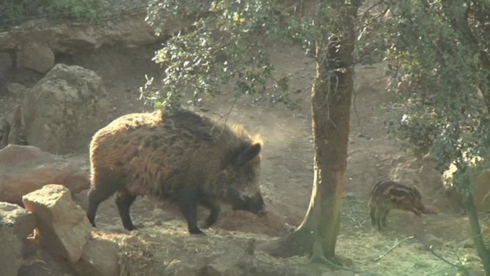 NP Festival De Ronda Finalista: Ecología De La Muerte.