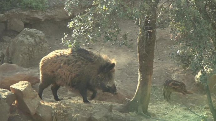 NP Festival De Ronda Finalista: Ecología De La Muerte.