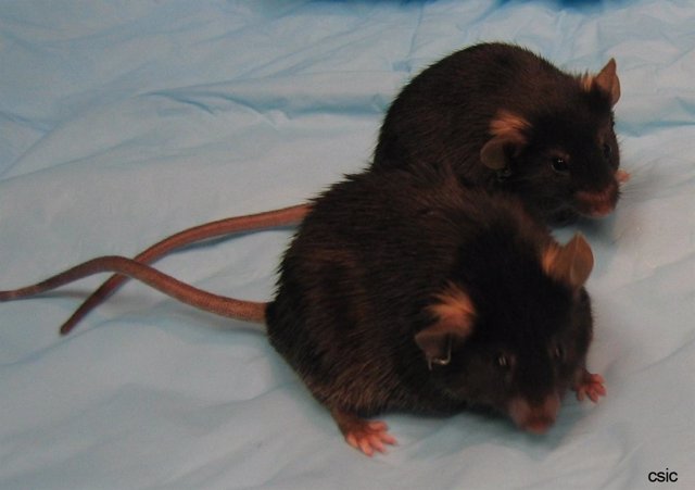 Los ratones con mejor musculatura viven más
