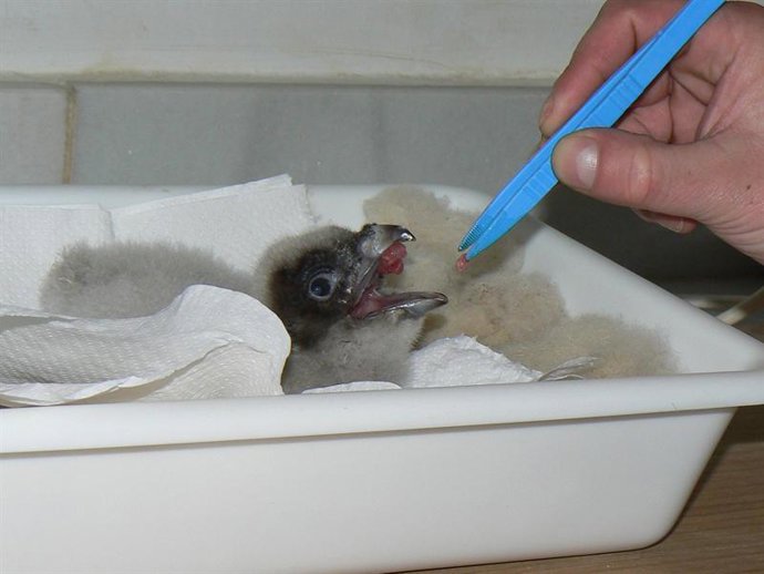 Una cría de quebrantahuesos siendo alimentada