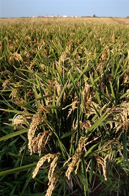 Campo de arroz en Valencia