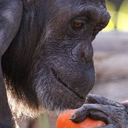 Un chimpancé con su bebé. Mono. Animal