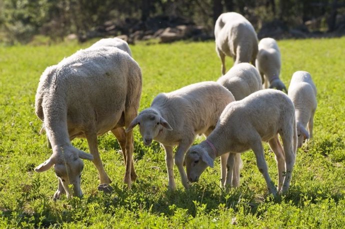 El sector ovino aragonés ha recibido una fuerte inyección económica