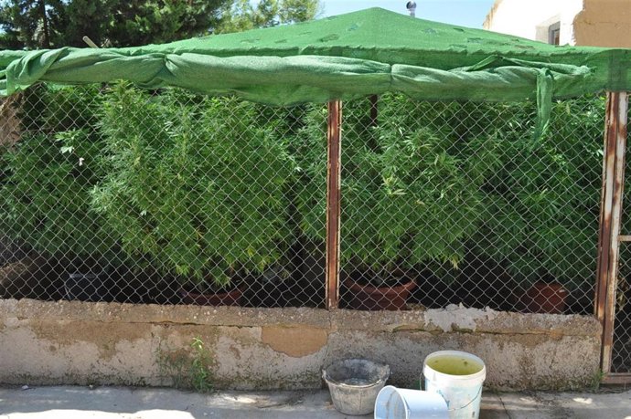 plantacion cannabis