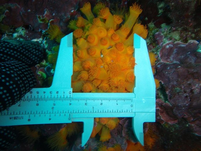 Medio Ambiente trabaja en la conservación de once especies de invertebrados mari