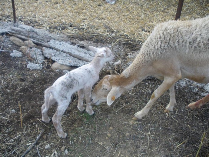 Agricultura ecológica