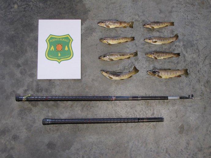 Truchas decomisadas en Núria pescadas ilegalemente