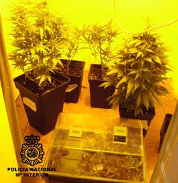 Plantas de marihuana incautadas