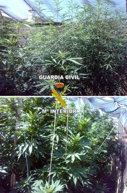 Plantación de marihuana de la familia detenida