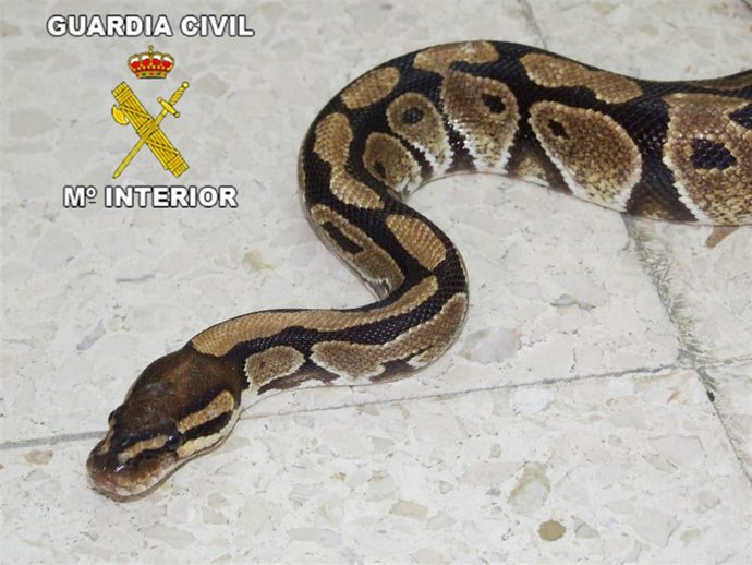 Serpiente pitón intervenida