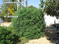 Desmantelada una plantación de marihuana de 69 kilos de peso en la Cañada Real Galiana