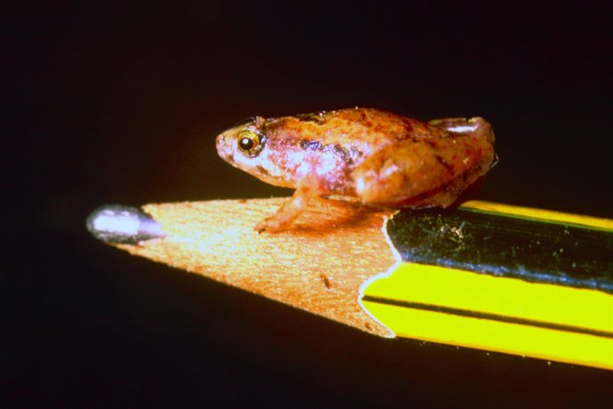 Una de las ranas más pequeñas del mundo