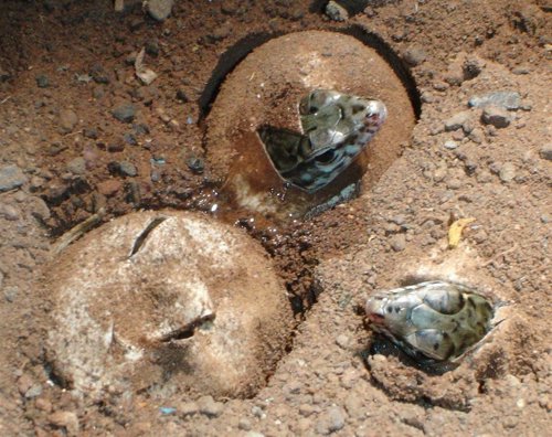 Nacen en La Gomera los primeros ejemplares de Lagarto Gigante de 2010 Nota La Gomera