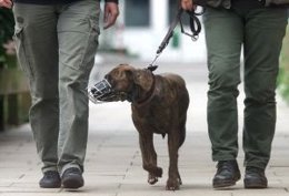 Dos personas pasean a un perro con un bozal