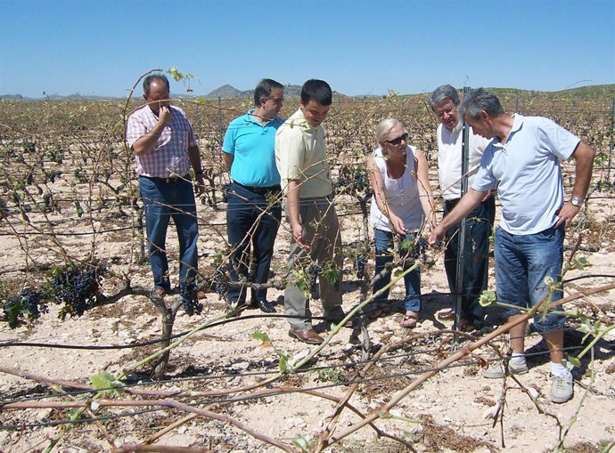 El director general visita una explotación de tomate en Albacete