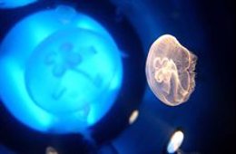 Aumenta picaduras de medusas por corrientes y vientos