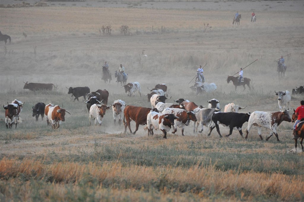 La mayor ganadería de bueyes del país cede a Carbonero (Segovia) 70