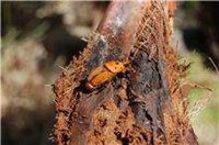 Comunidad trata en los últimos años más de 27.000 palmeras por el picudo rojo, 150.000 desde el inicio de la plaga