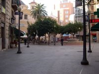 El picudo rojo se lleva por delante la palmera que presidía la plaza de las Flores en Murcia