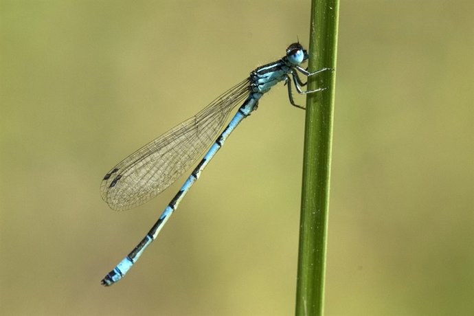 Ejemplar de Croenagrion mercuriale