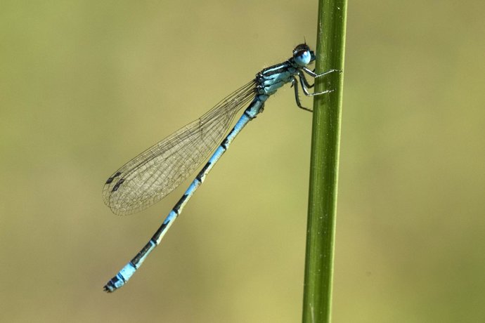 Ejemplar de Croenagrion mercuriale