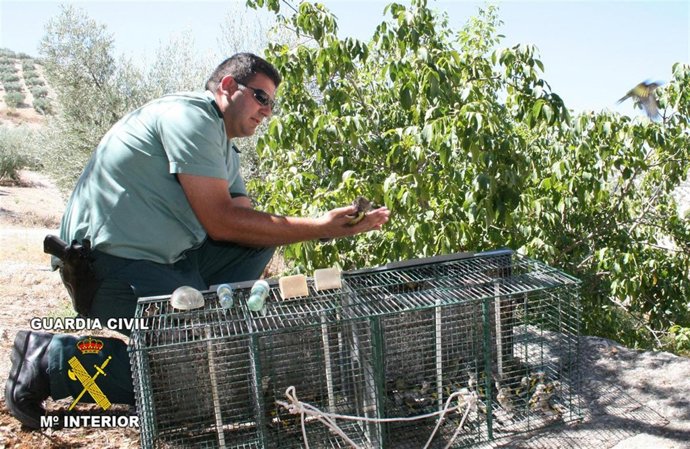 Suelta de las aves intervenidas