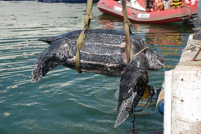 Tortuga laúd rescatada sin vida en Sitges (Barcelona)